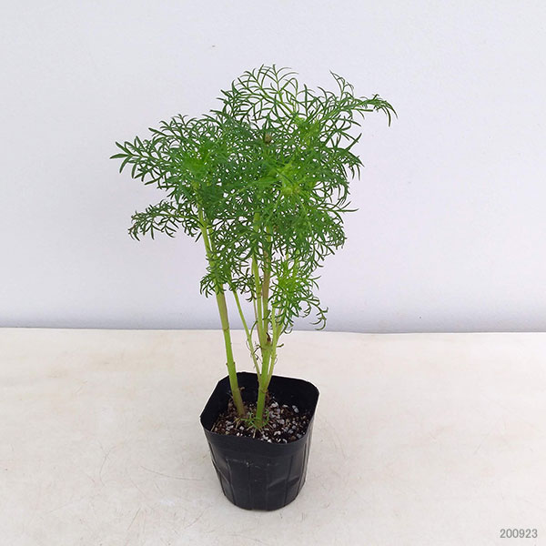 草花の苗 コスモス 花色ミックス(わい性種)3...の詳細画像4