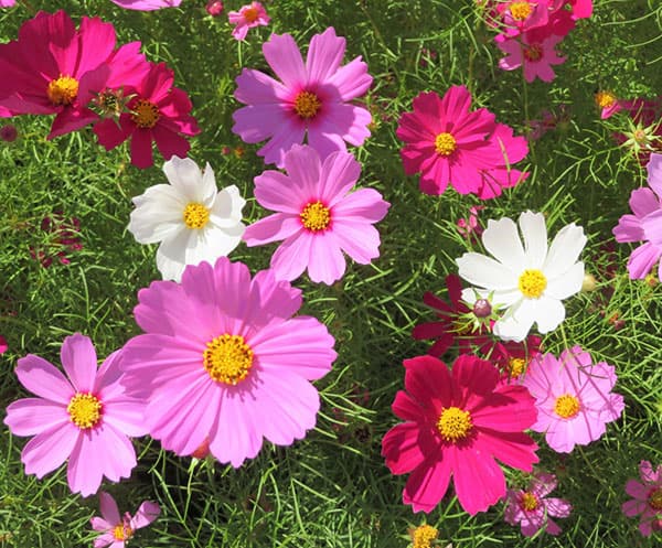 草花の苗 コスモス 花色ミックス(わい性種)3...の詳細画像5
