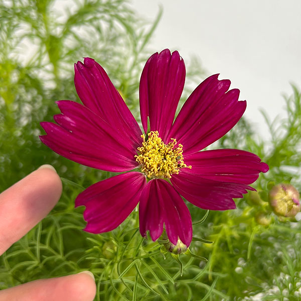 草花の苗 コスモス 花色ミックス(わい性種)3...の詳細画像3