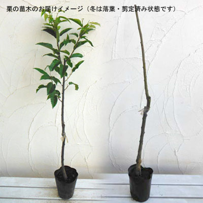果樹の苗/クリ（栗）：ジャンボ栗4.5号ポット｜engei｜02