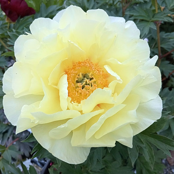 園芸ネット - シャクヤク（芍薬）・ピオニー｜Yahoo!ショッピング