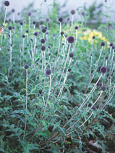 ポポラスとルリタマアザミのハーフリース* ラッピング無料 ナチュラル ポポラスとルナリアとアザミのハーフリース* * *ラッピング無料