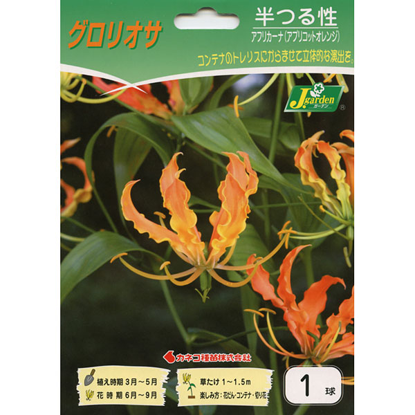球根 グロリオサ アフリカーナ1球入り |  | 02