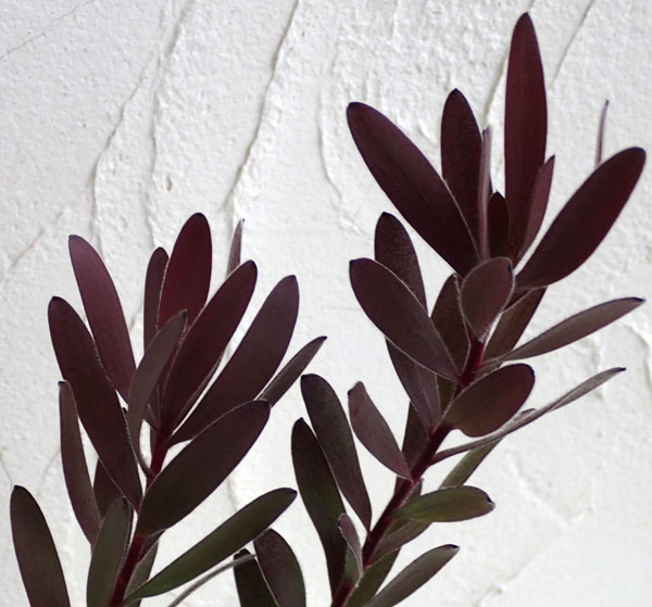 花木 庭木の苗 リューカデンドロン サファリサ...の詳細画像1