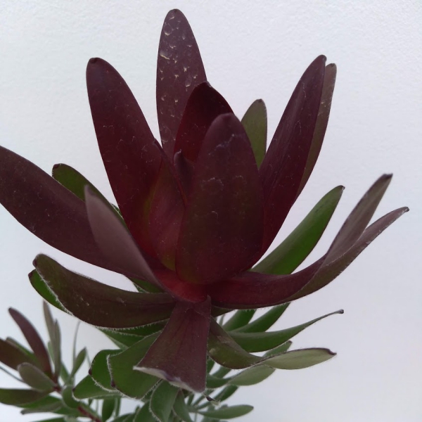 花木 庭木の苗 リューカデンドロン サファリサ...の詳細画像5