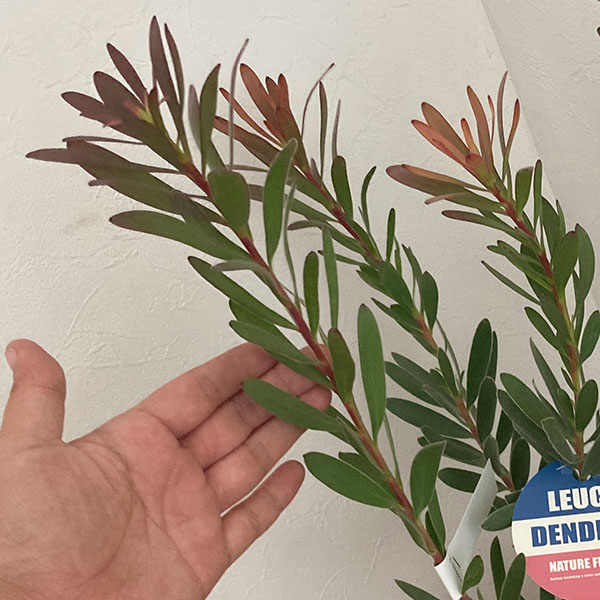 花木 庭木の苗 リューカデンドロン サファリサ...の詳細画像3