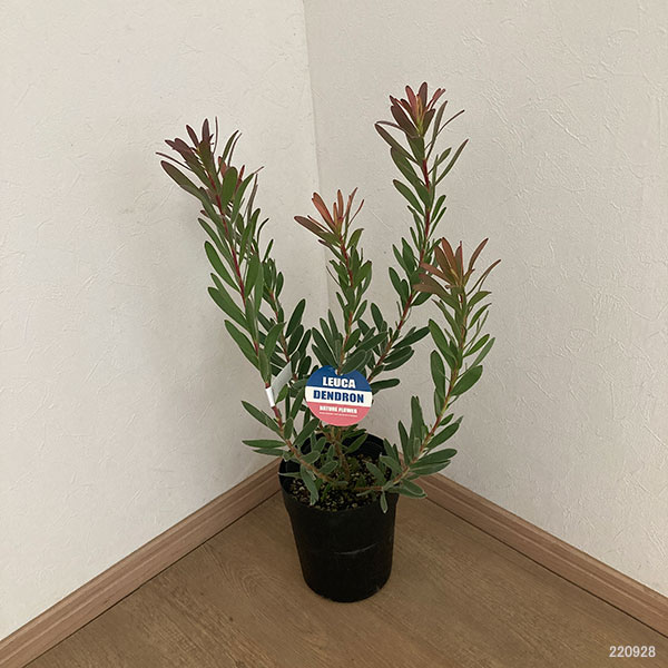 花木 庭木の苗 リューカデンドロン サファリサ...の詳細画像2