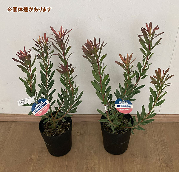 花木 庭木の苗 リューカデンドロン サファリサ...の詳細画像4