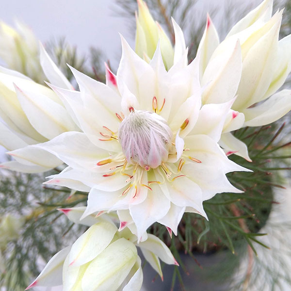 セルリア 花のおすすめ人気商品一覧 通販 - Yahoo!ショッピング