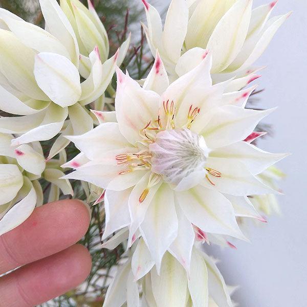 セルリアのおすすめ人気商品一覧 通販 - Yahoo!ショッピング