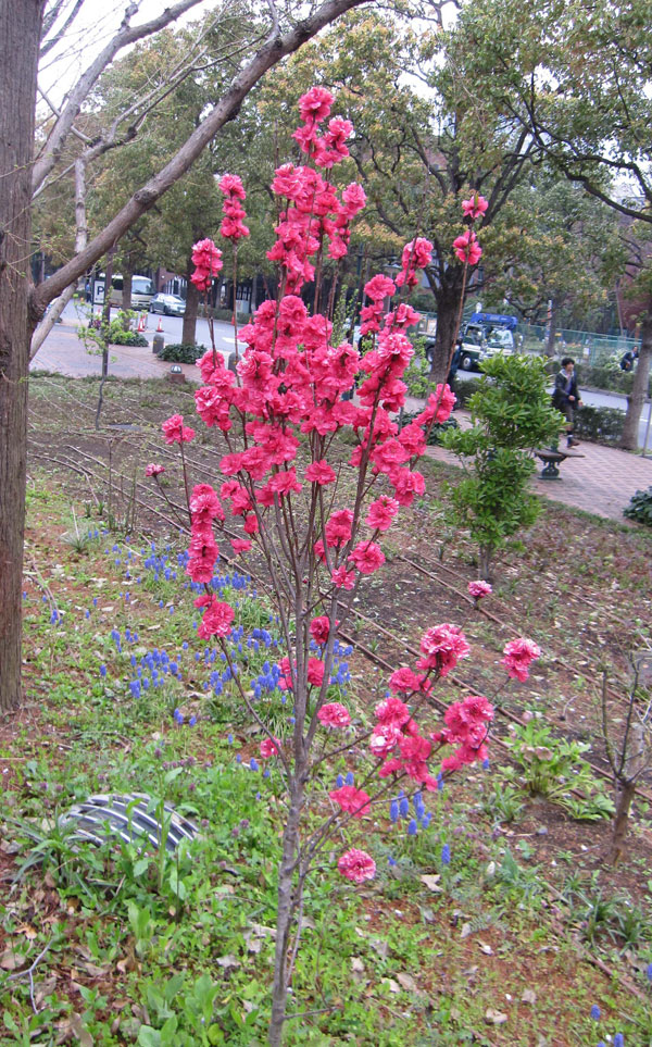 花木 庭木の苗/ほうき性花桃(ハナモモ): 照手紅（テルテベニ・赤花）6