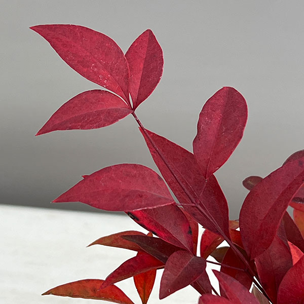 花木 庭木の苗 ナンテン(南天） 赤実3-3.5号ポット |  | 08