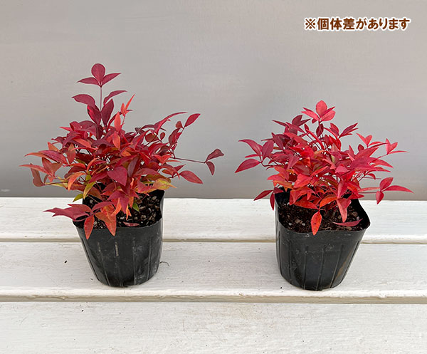 花木 庭木の苗 ナンテン(南天） 赤実3-3.5号ポット |  | 02