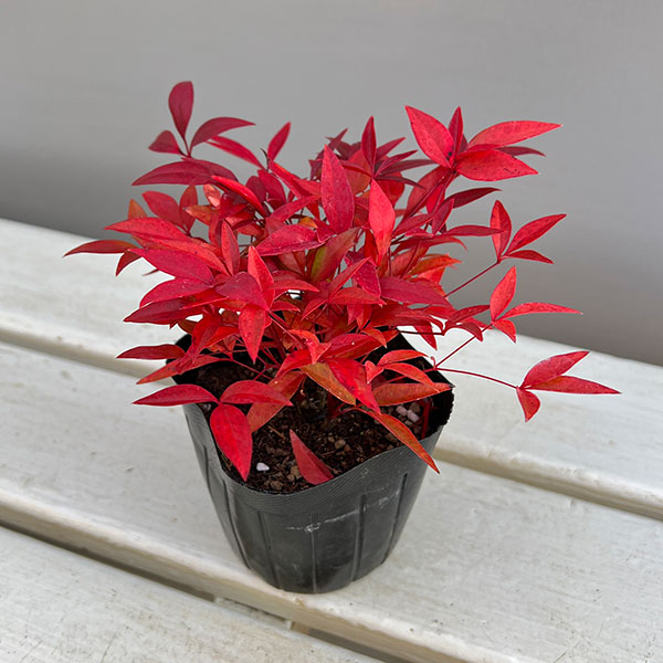 花木 庭木の苗 ナンテン(南天） 赤実3-3.5号ポット |  | 07