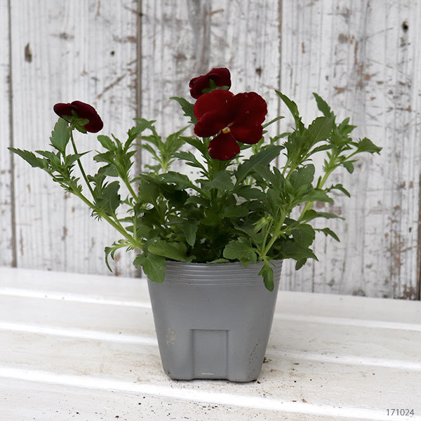 クランベリー苗のおすすめ人気商品一覧 通販 - Yahoo!ショッピング