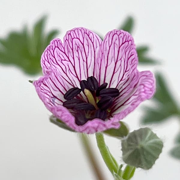 園芸ネット - ゲラニウム（フウロソウ）｜Yahoo!ショッピング