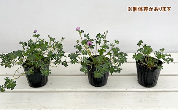 ゲラニウム 種の商品一覧 通販 - Yahoo!ショッピング