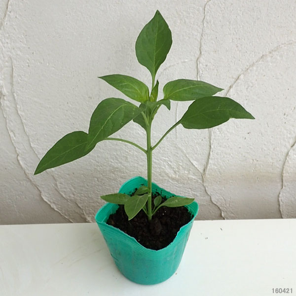 野菜の苗 ピーマン 京波(きょうなみ・夏秋ピー...の詳細画像1