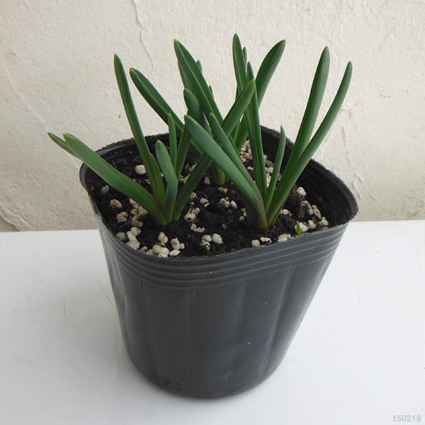 ムスカリ タッチオブスノー4球植え3.5号ポットの詳細画像2