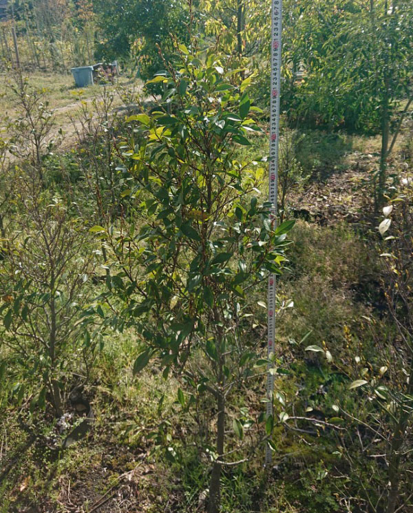 花木 庭木の苗/カラタネオガタマ：ポートワイン樹高1.2m根巻き｜engei｜02