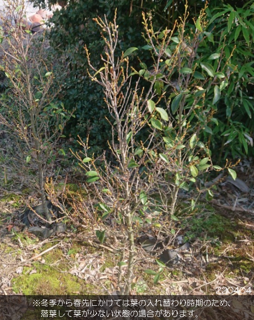 花木 庭木の苗/カラタネオガタマ：ポートワイン樹高1.2m根巻き｜engei｜03