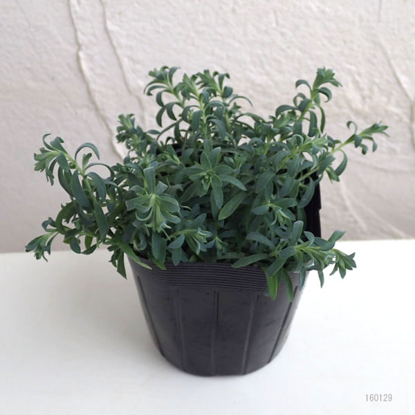 草花の苗 ハナカンザシ（花かんざし）3.5号ポット |  | 03