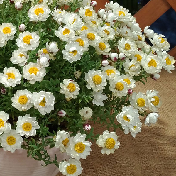 草花の苗 ハナカンザシ（花かんざし）3.5号ポット |  | 05