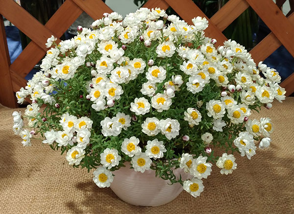 草花の苗 ハナカンザシ（花かんざし）3.5号ポット |  | 04