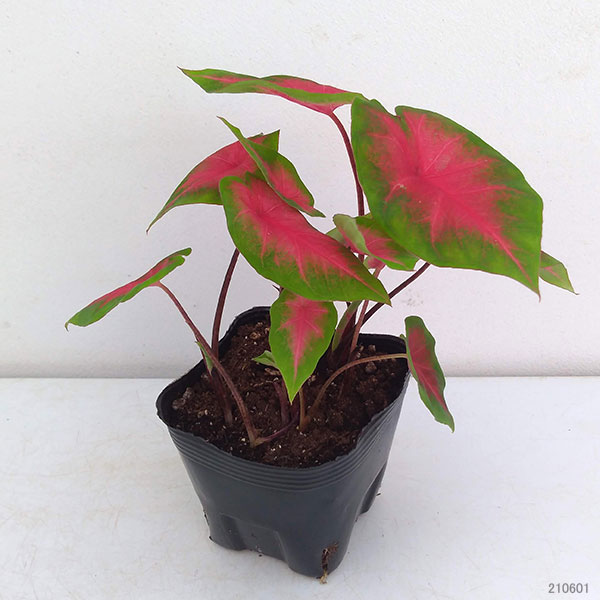 観葉植物 ガーデンカラジュウム フレイダヘンペ...の詳細画像4