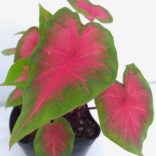 観葉植物 ガーデンカラジュウム フレイダヘンペ...の詳細画像5