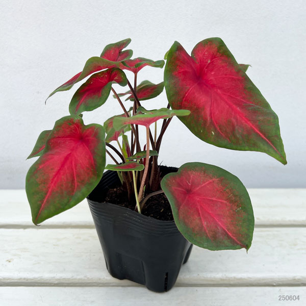 観葉植物 ガーデンカラジュウム フレイダヘンペ...の詳細画像1