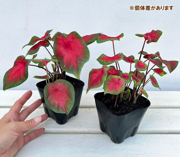 観葉植物 ガーデンカラジュウム フレイダヘンペ...の詳細画像3