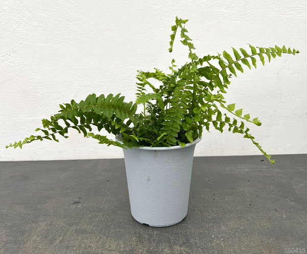 園芸ネット - シダ類｜Yahoo!ショッピング