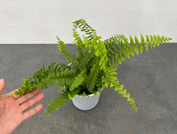 観葉植物 ネフロレピス ツデー4号鉢植えの詳細画像5