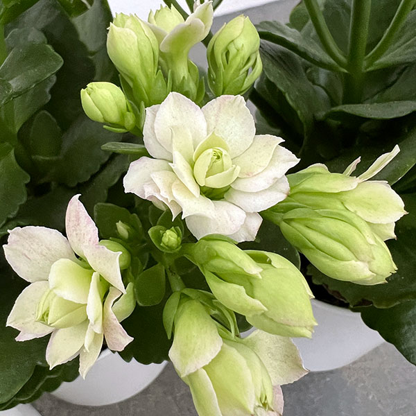 カランコエ クイーンモアフラワーズ パリ4号鉢入り |  | 05