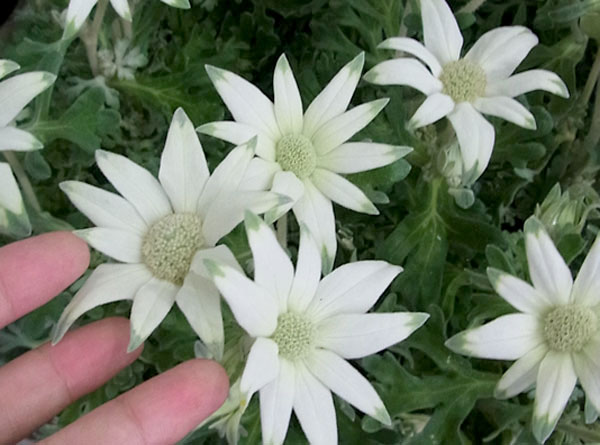 草花の苗 フランネルフラワー エンジェルスター3.5号ポット |  | 02