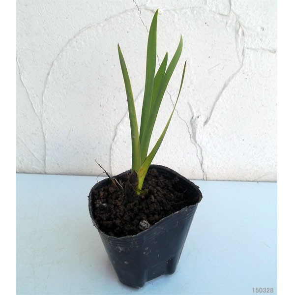 草花の苗 カキツバタ（杜若）3号ポット : 園芸ネット - 通販 - Yahoo