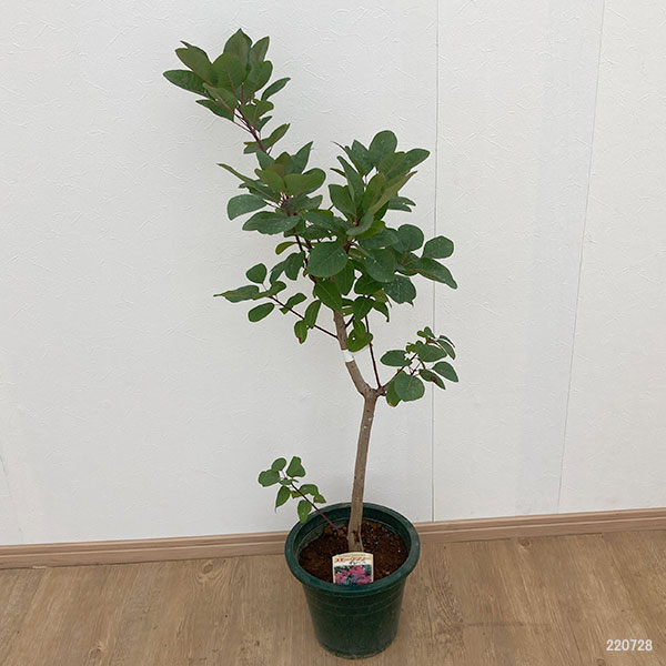 花木 庭木の苗 スモークツリー グレース7号ポット : 園芸ネット - 通販