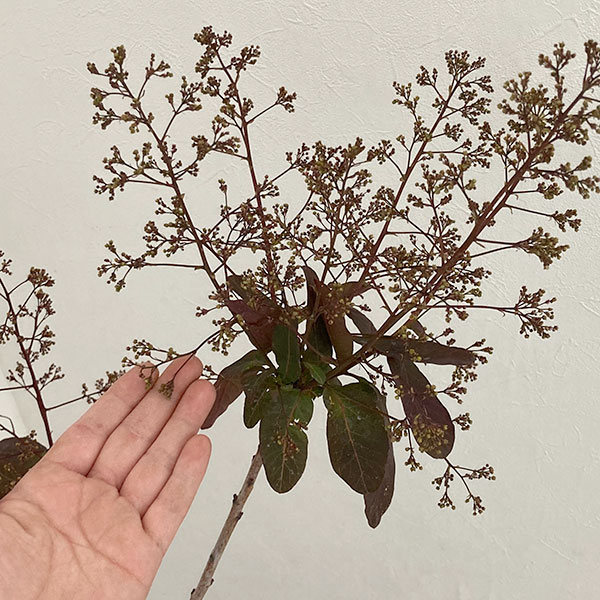 花木 庭木の苗 スモークツリー グレース7号ポット : 園芸ネット - 通販