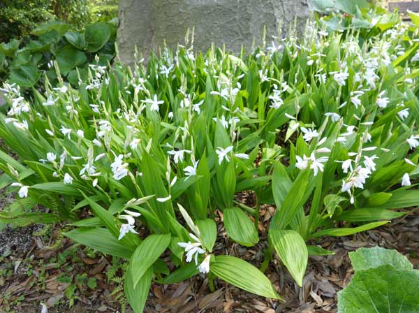 草花の苗 シラン(紫蘭) 白花3号ポットの詳細画像4