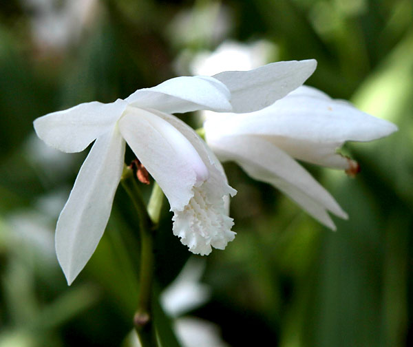 草花の苗 シラン(紫蘭) 白花3号ポットの詳細画像5