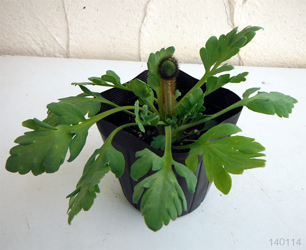 草花の苗 ポピー アイスランドポピー花色ミックス3号ポット 2株セット |  | 01