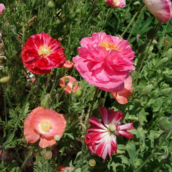草花の苗 シャーレポピー花色ミックス3号ポット 2株セット |  | 03