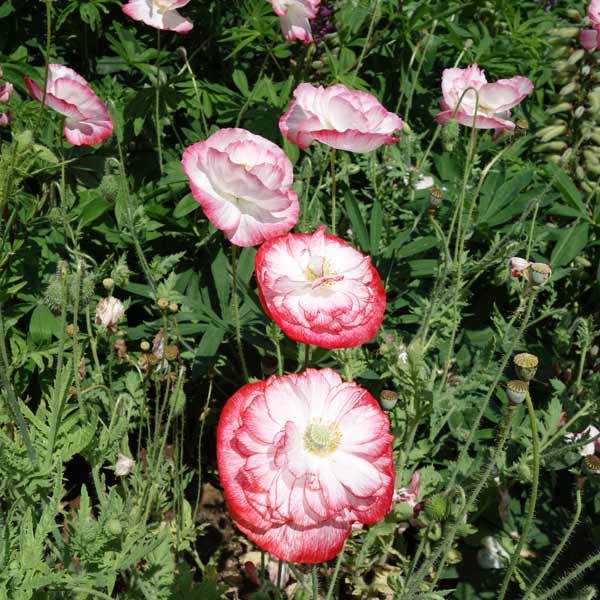 草花の苗 シャーレポピー花色ミックス3号ポット 2株セット |  | 04