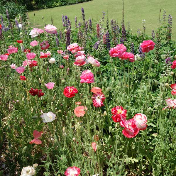 草花の苗 シャーレポピー花色ミックス3号ポット 2株セット |  | 05