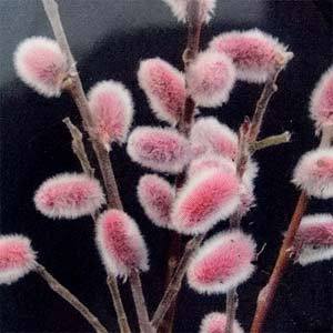 花木 庭木の苗 ネコヤナギ(猫柳) ピンクパー...の詳細画像1