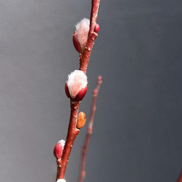 花木 庭木の苗 ネコヤナギ(猫柳) ピンクパー...の詳細画像5