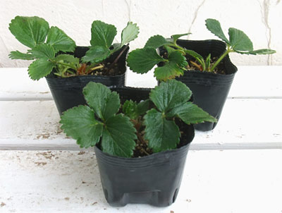 野菜の苗 26年10月中下旬予約 イチゴ(一季...の詳細画像1