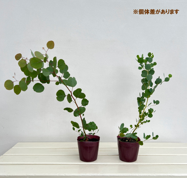 ユーカリ ポポラス（苗木、植木） | 花、ガーデニング のおすすめ人気