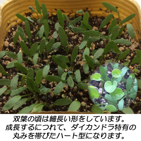 ダイカンドラ ディコンドラ 種 100g 大容量 種子 - 観葉植物